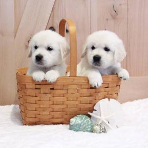 Schattige Golden Retriever-puppy's met stamboom.