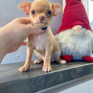 Prachtige Chihuahua-puppy's whatsapp+31687104240