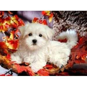 Maltese puppy's