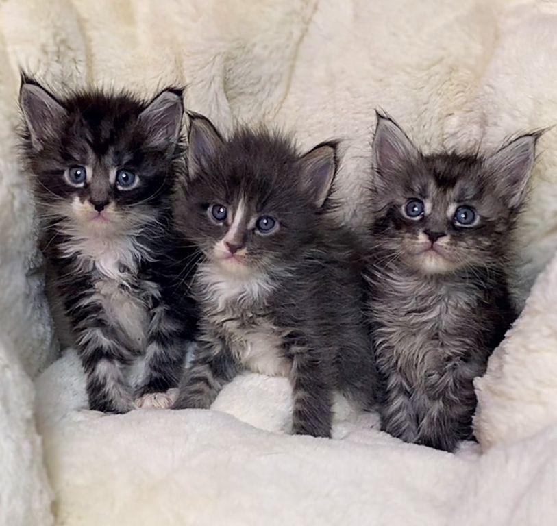 Maine Coon-kittens ter adoptie