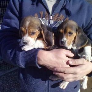 Beagle-puppy's beschikbaar