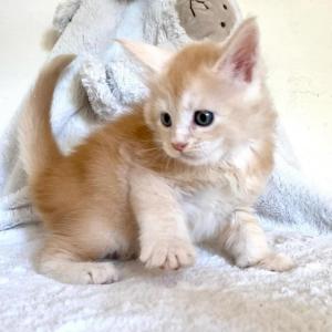 Maine coon kittens for adoption