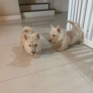 Scottish terrier puppies for sell