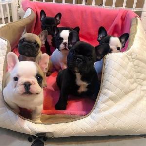 Franse Bulldog-pups