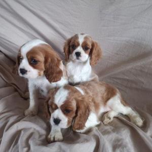 Twee Cavalier King Charles-puppy's beschikbaar