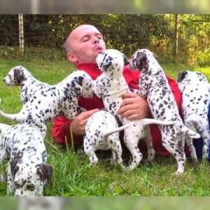 Dalmatische puppy's