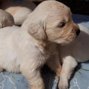 Golden Retriever-pups te koop