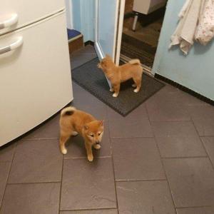 Schattige Shiba Inu-puppy's+44 7482162214