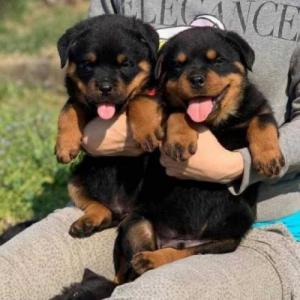 Geweldige Rottweiler-puppy's +44 7482162214