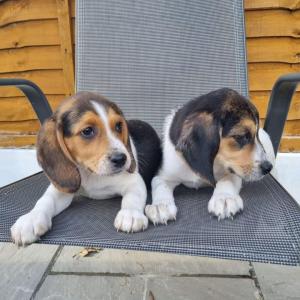 Stamboom Beagle-puppy's +44 7482162214